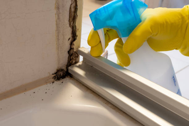 Best Local Mold Removal Service  in Grabill, IN