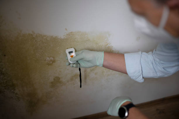 Best Home Mold Removal  in Grabill, IN