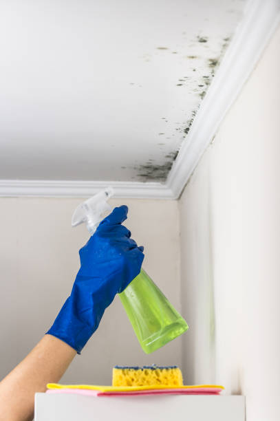 Best Commercial Mold Removal  in Grabill, IN